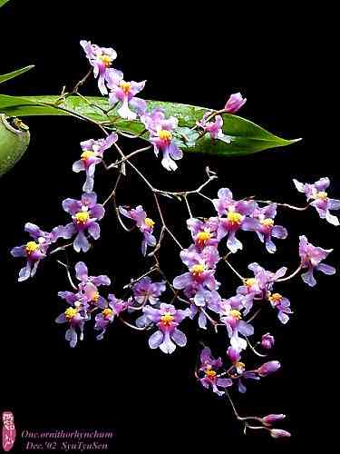 Oncidium ornithorhynchum